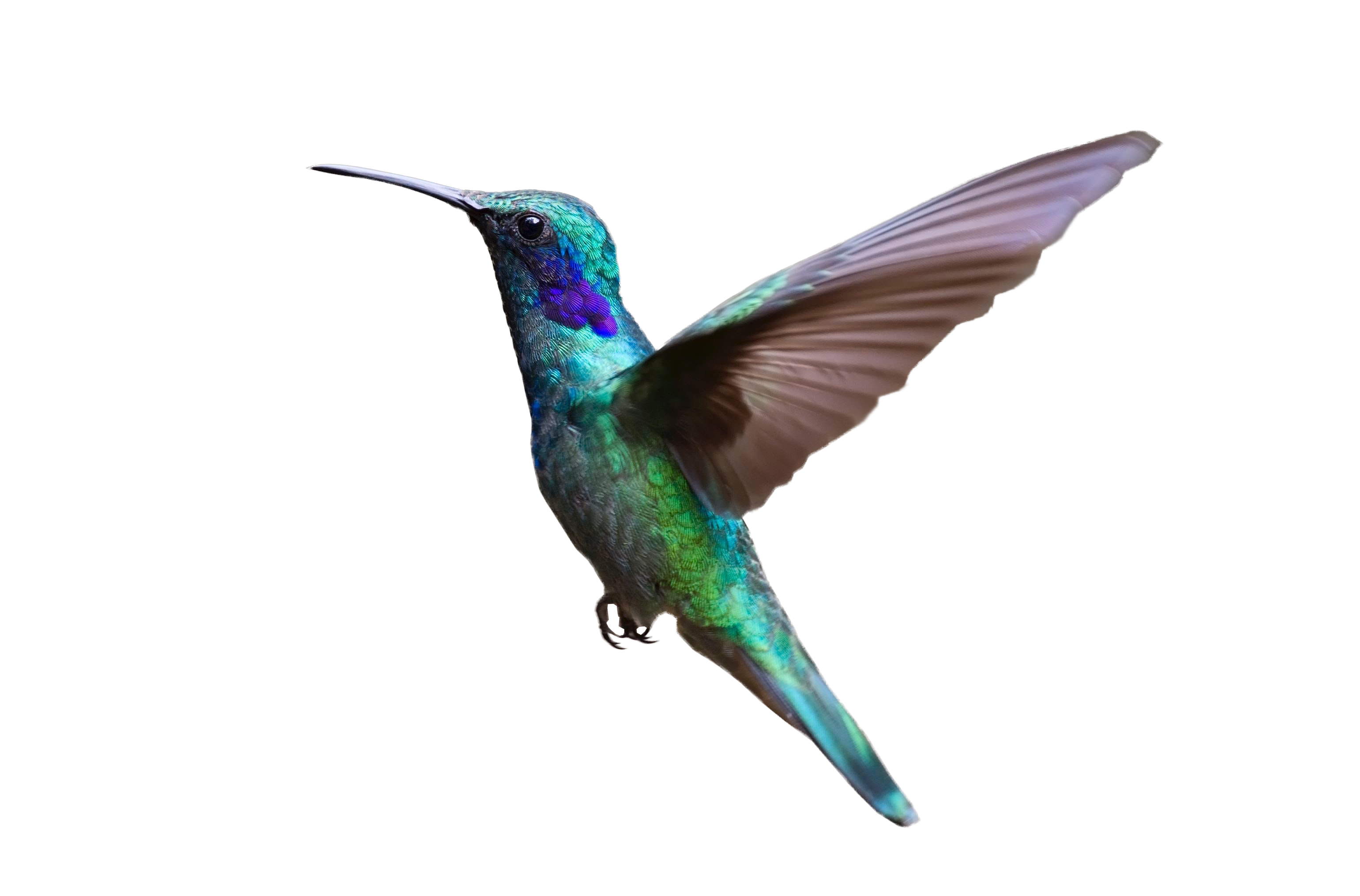 hummingbird clipart bird fly