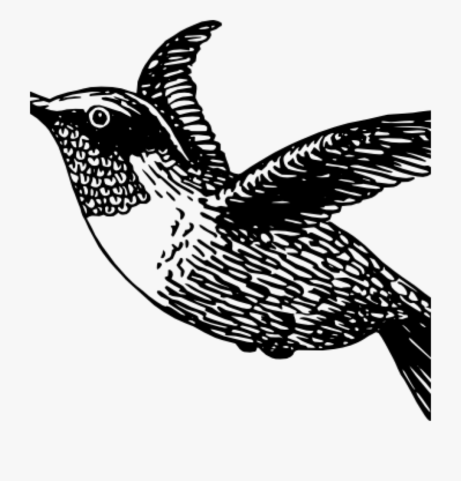 hummingbird clipart black and white