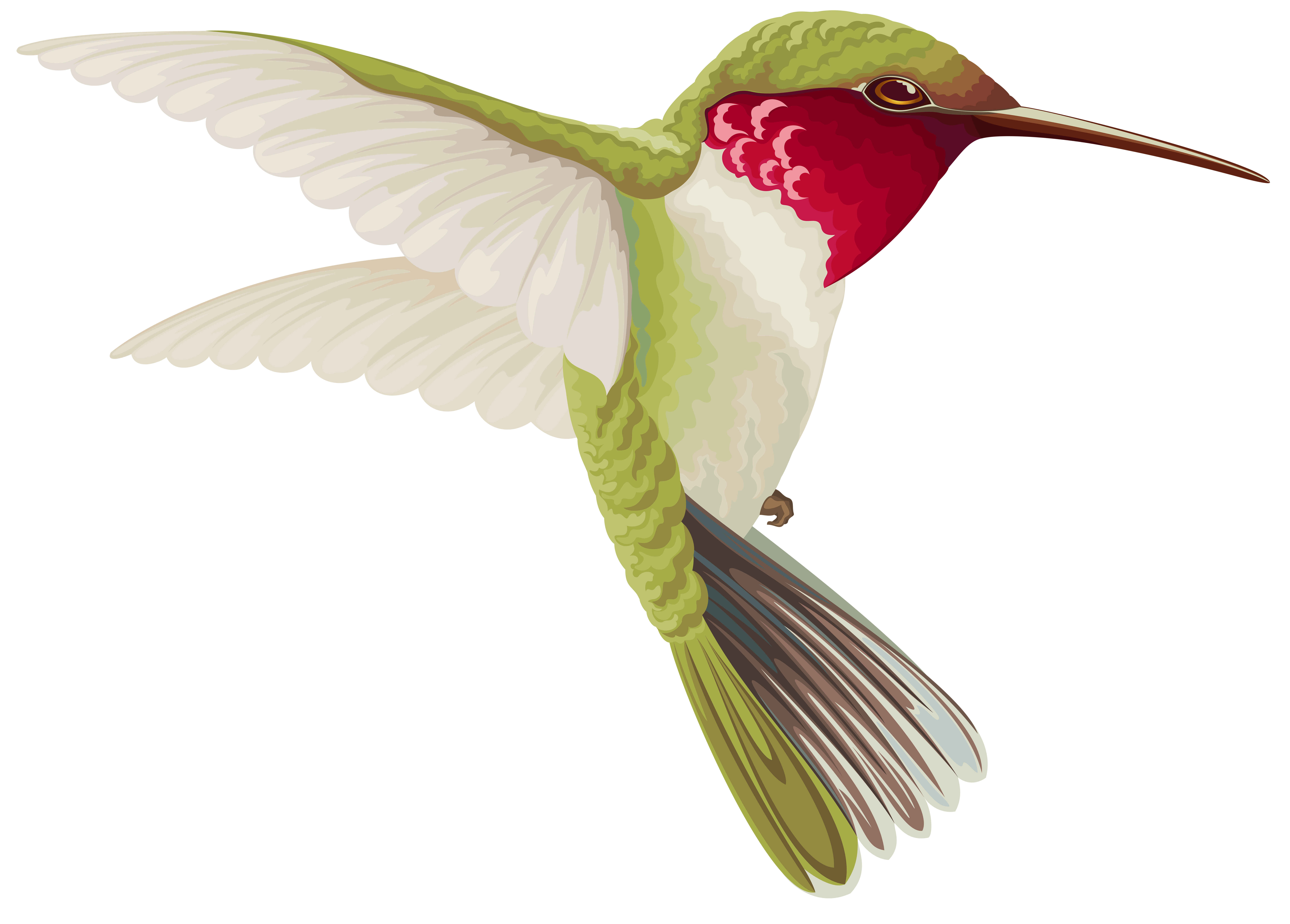 hummingbird clipart brid