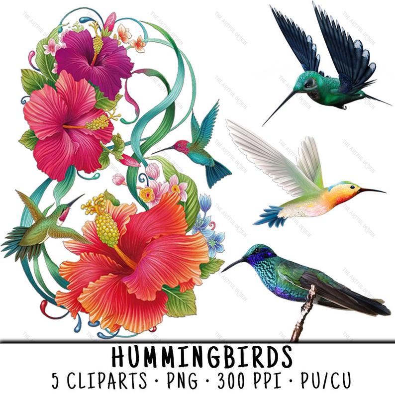 hummingbird clipart brid