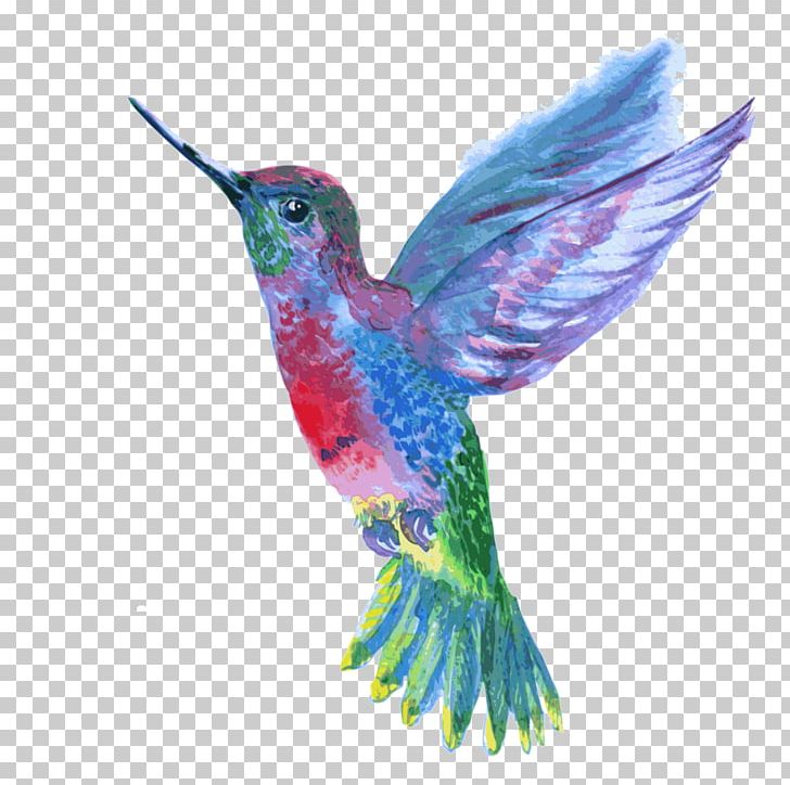 hummingbird clipart color