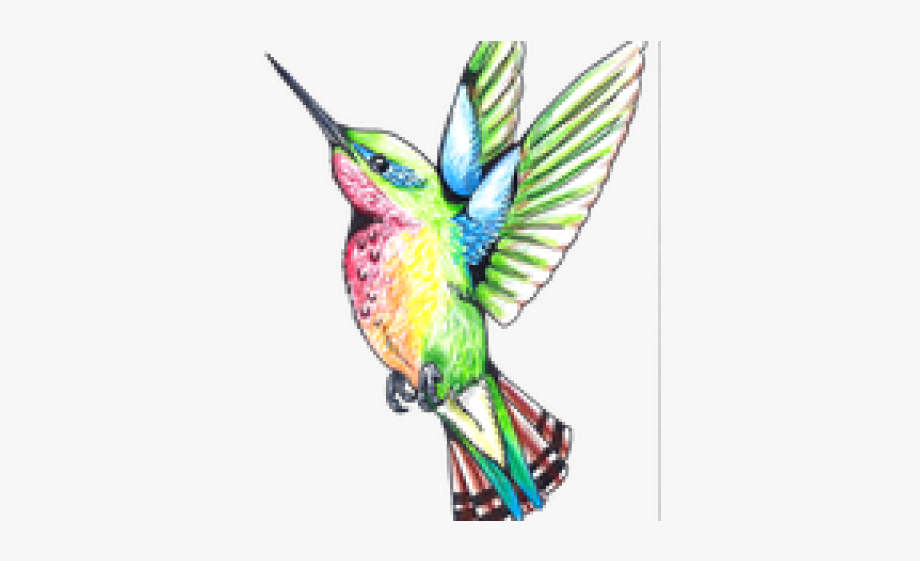 hummingbird clipart color