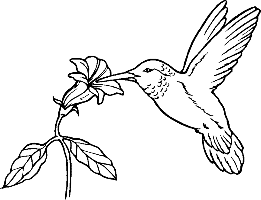 hummingbird clipart coloring page