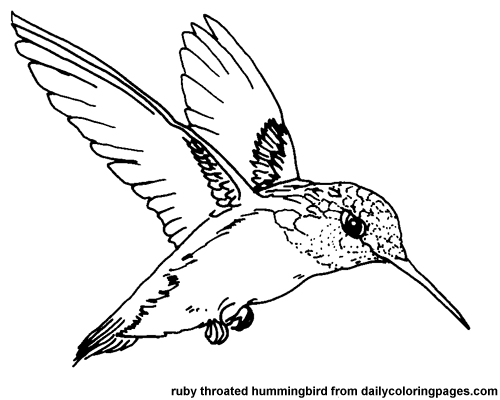 hummingbird clipart colouring page