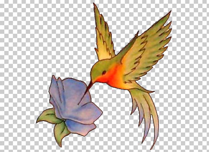 hummingbird clipart flash art