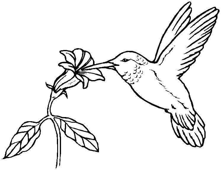 hummingbird clipart flower drawing