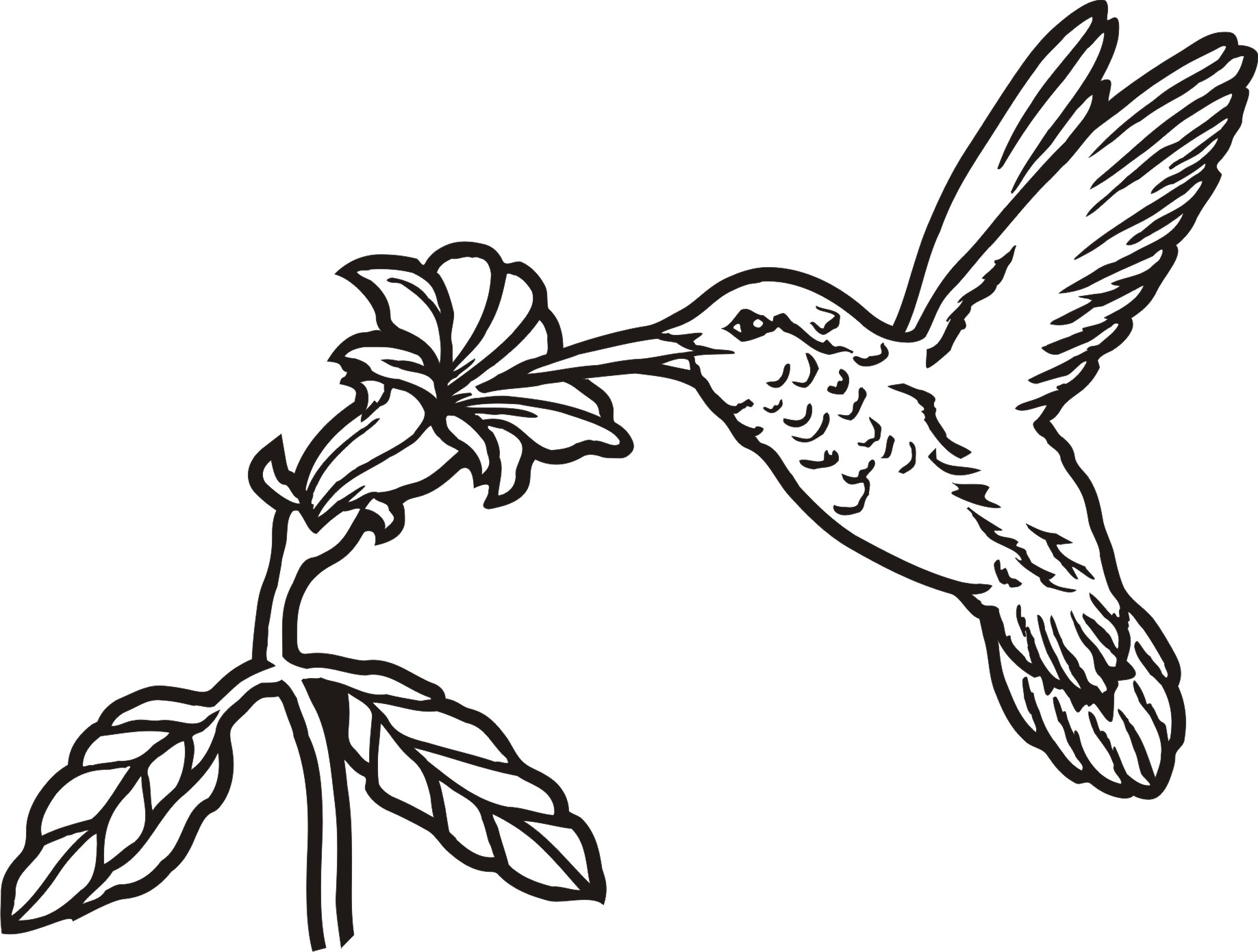 Hummingbird clipart flower drawing, Hummingbird flower drawing