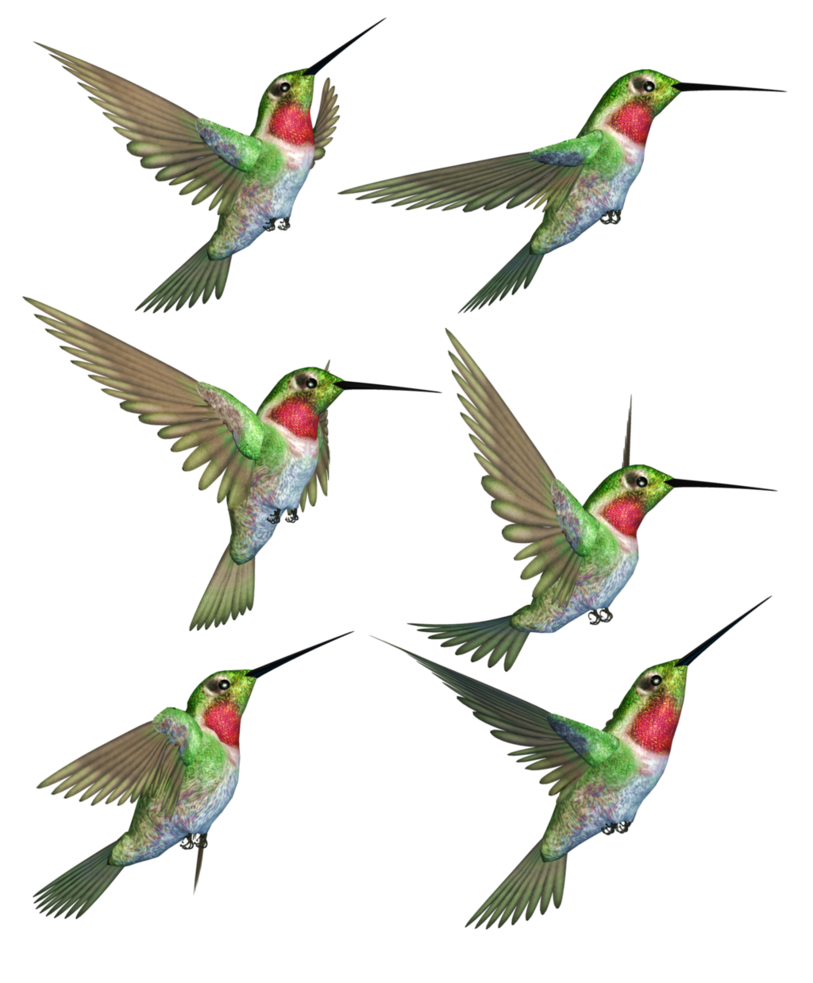 hummingbird clipart forest bird