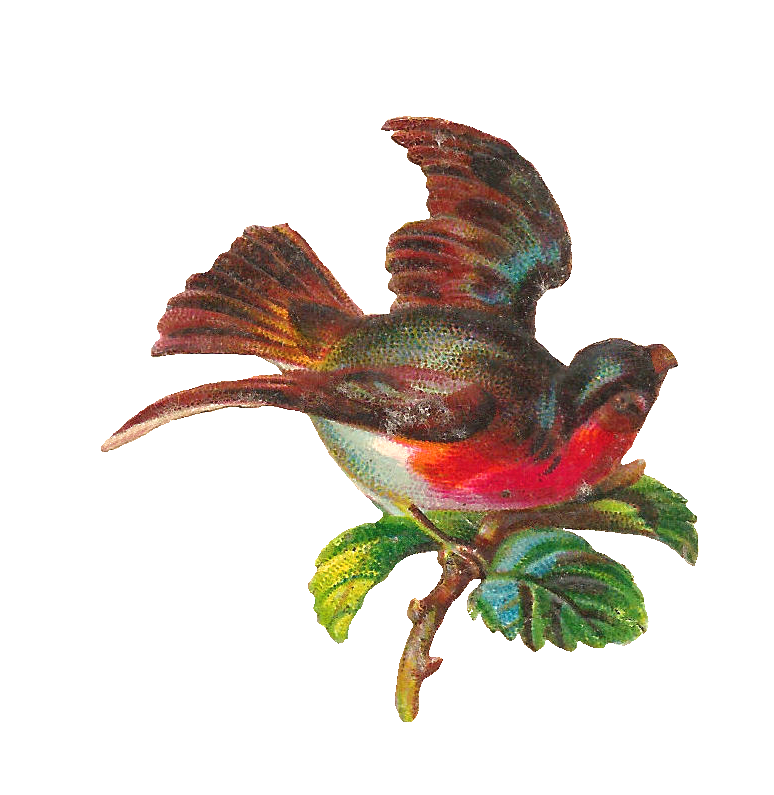 Hummingbird clipart free vector, Hummingbird free vector Transparent