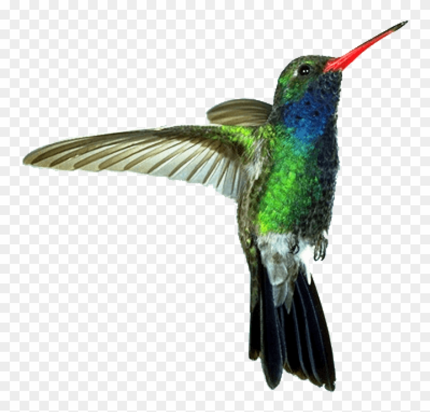 hummingbird clipart green hummingbird