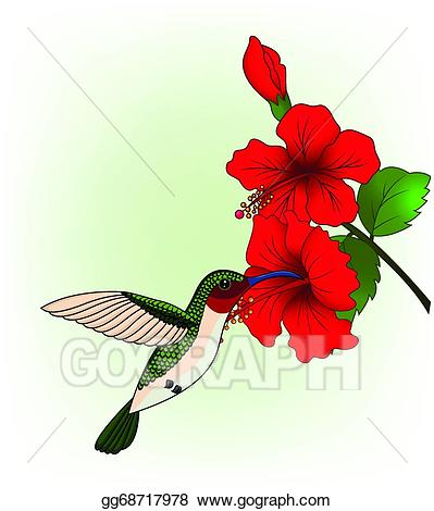 hummingbird clipart hibiscus