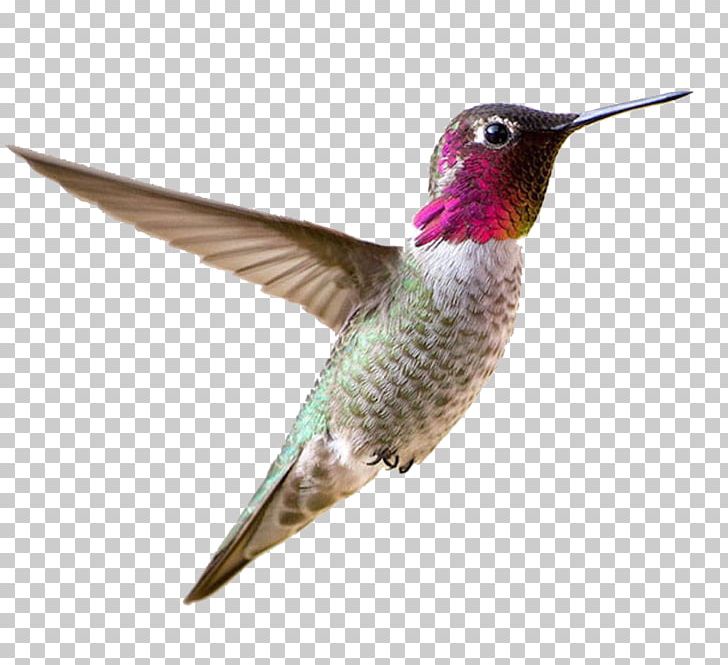 hummingbird clipart hummingbird feeder