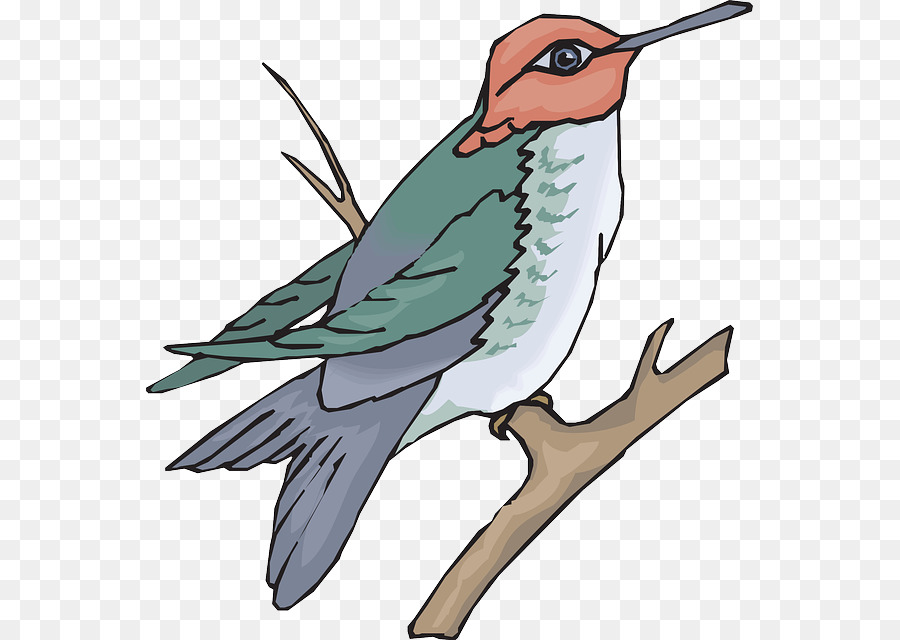 Hummingbird clipart illustration. Drawing bird 