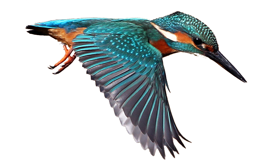 Trolling for the fisher. Hummingbird clipart kingfisher