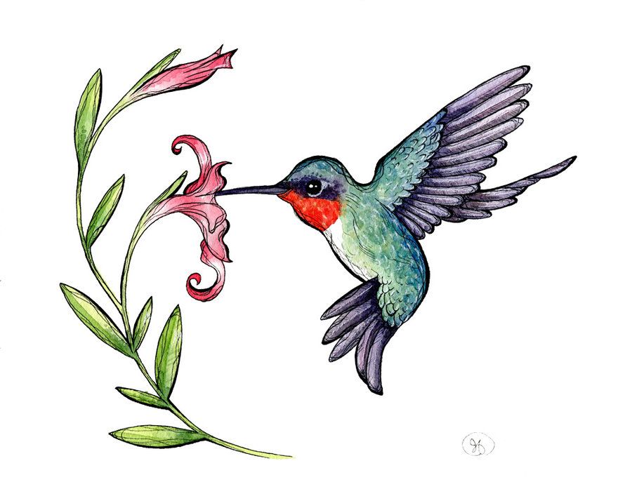 hummingbird clipart painting