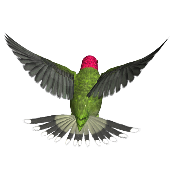 hummingbird clipart parrot