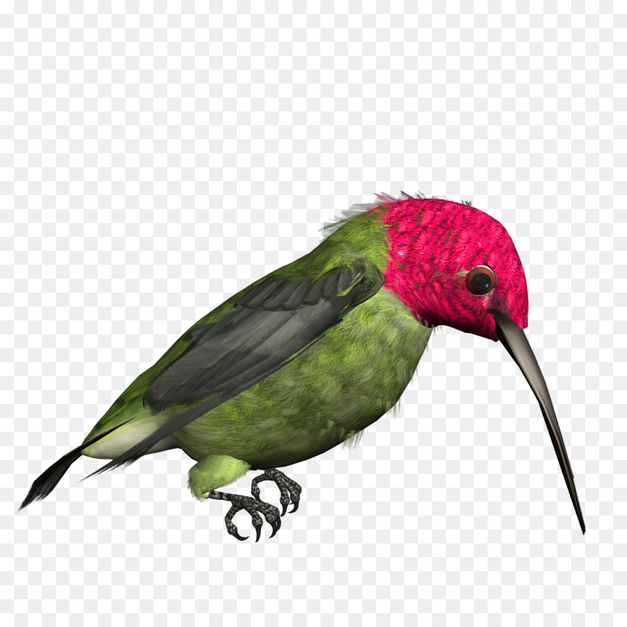 hummingbird clipart parrot