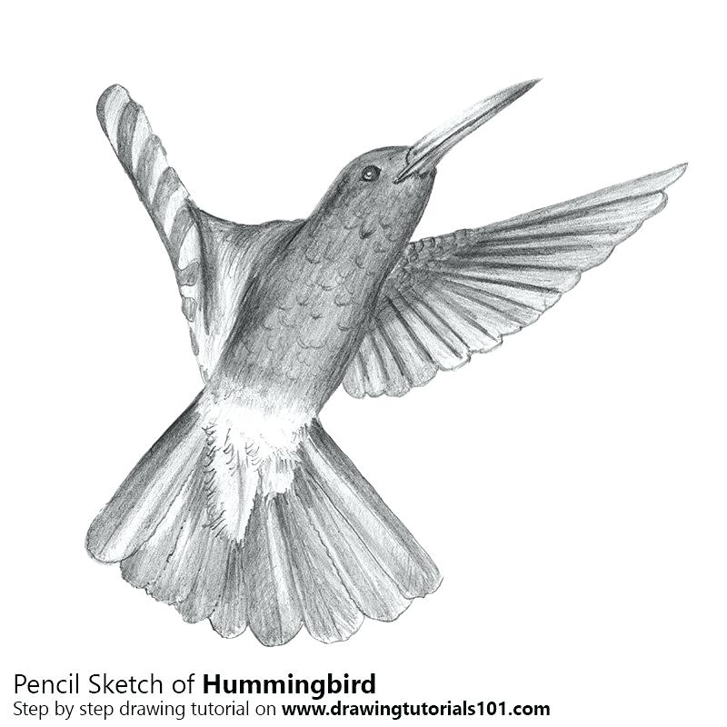hummingbird clipart pencil