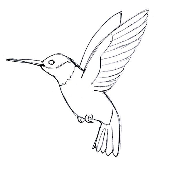 hummingbird clipart pencil