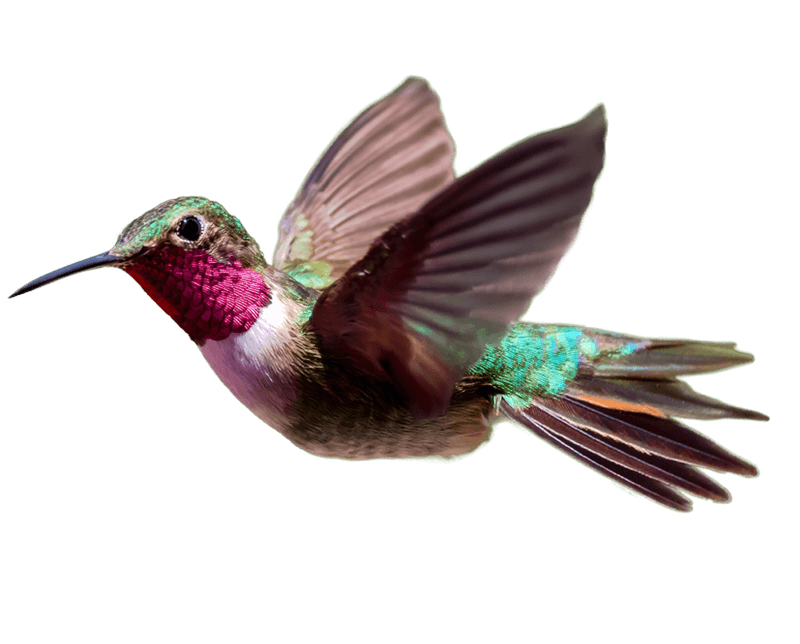 hummingbird clipart polynesian