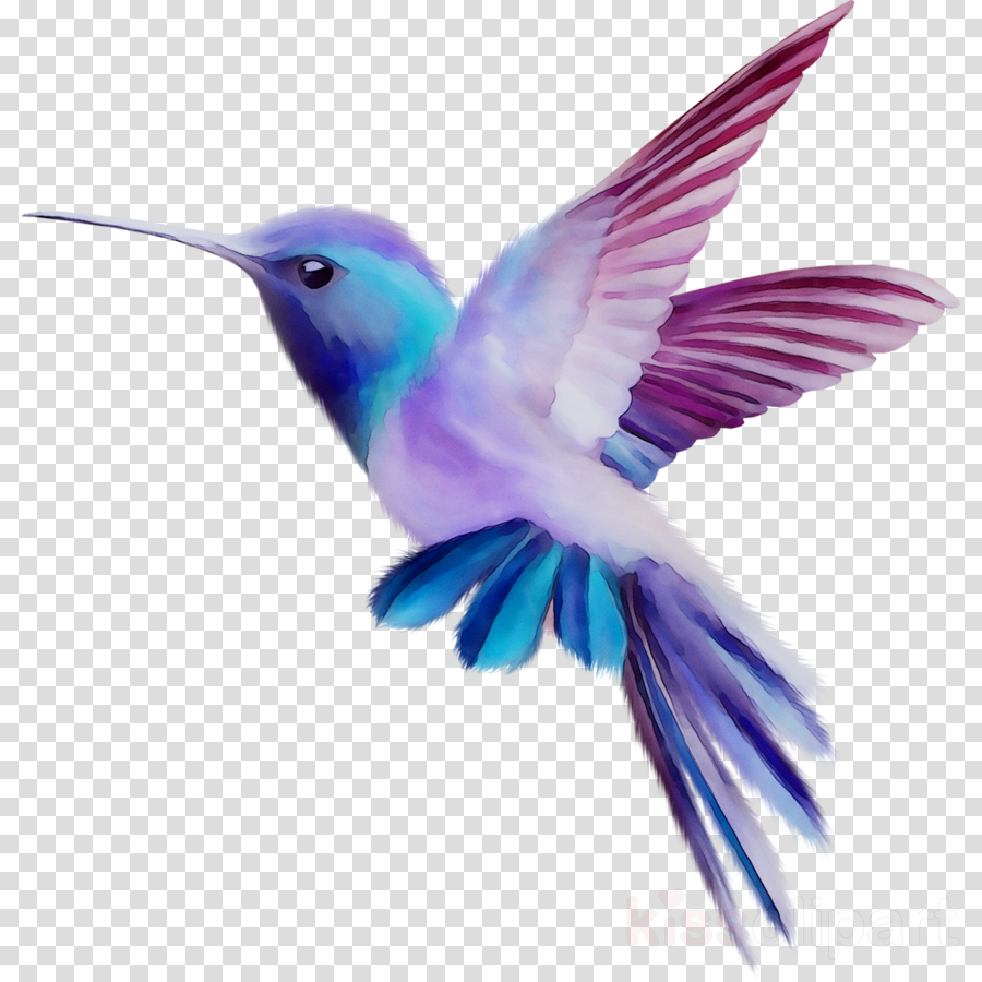 Free Flower Hummingbird Svg Free 127 SVG PNG EPS DXF File - Free SVG To