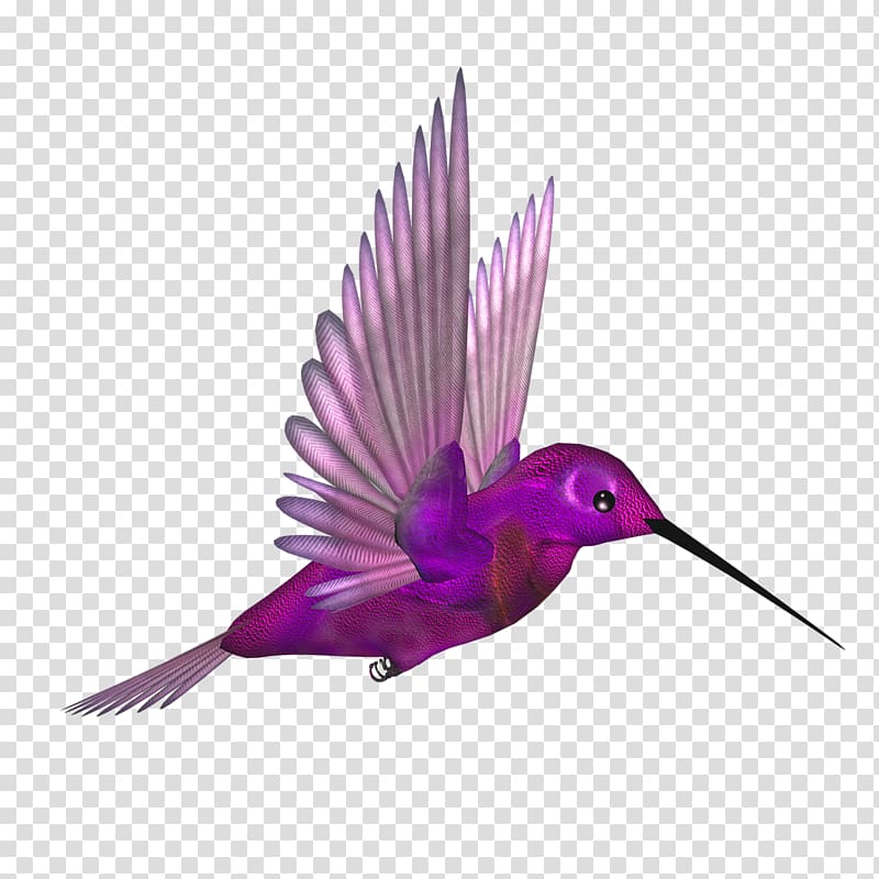 hummingbird clipart purple hummingbird