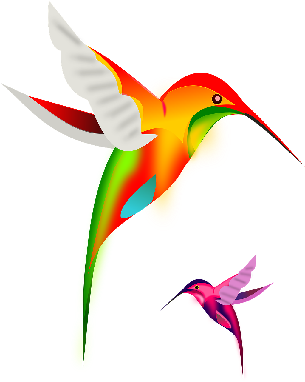hummingbird clipart rainforest bird