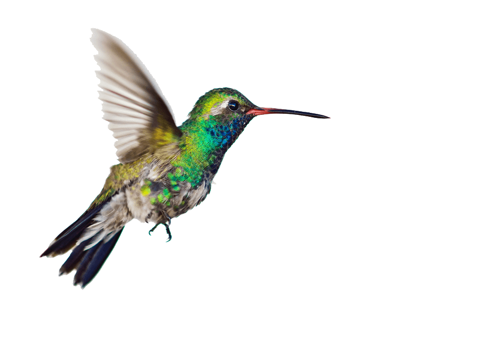 hummingbird clipart realistic