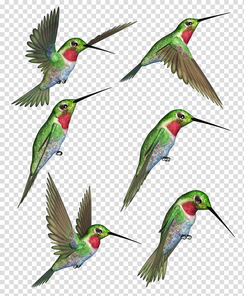 hummingbird clipart red throated