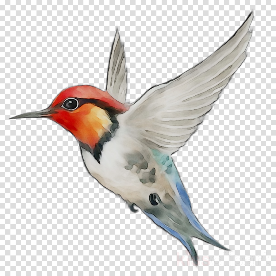 hummingbird clipart robin