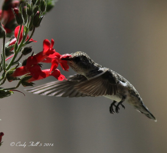 Hummingbird clipart solid black. Chinned photos smithsonian migratory