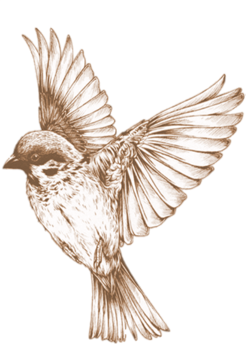 hummingbird clipart sparrow