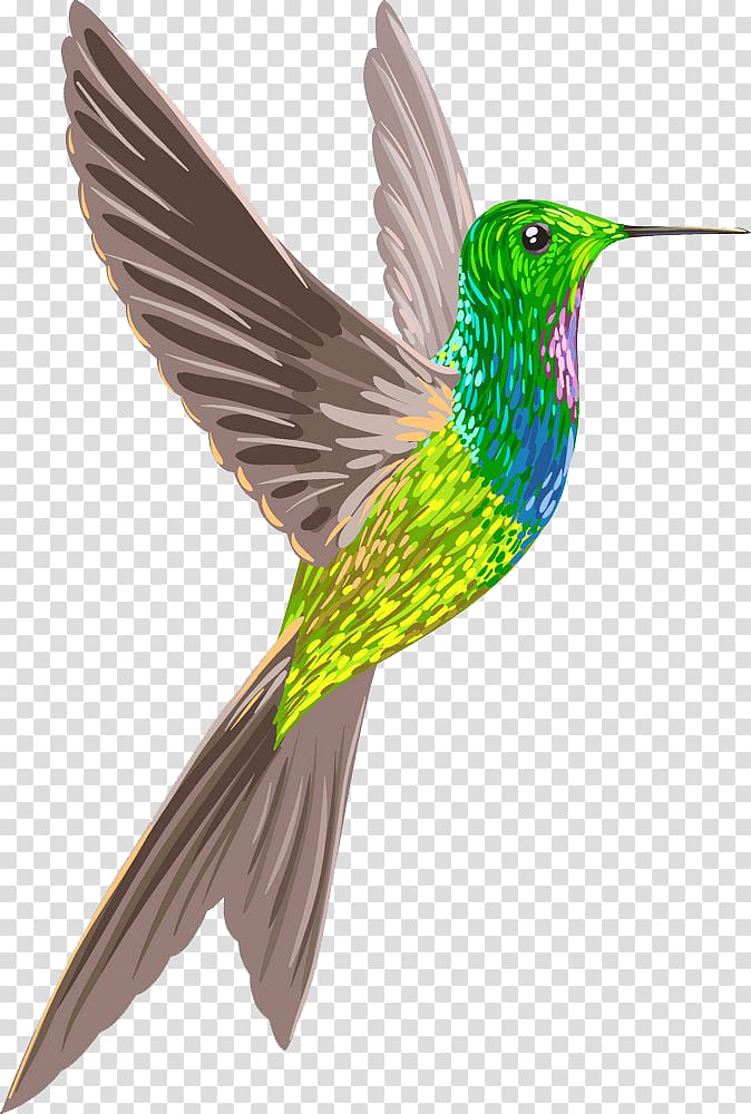 Hummingbird clipart sparrow. Goose mexican violetear house
