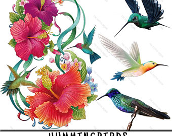 hummingbird clipart summer