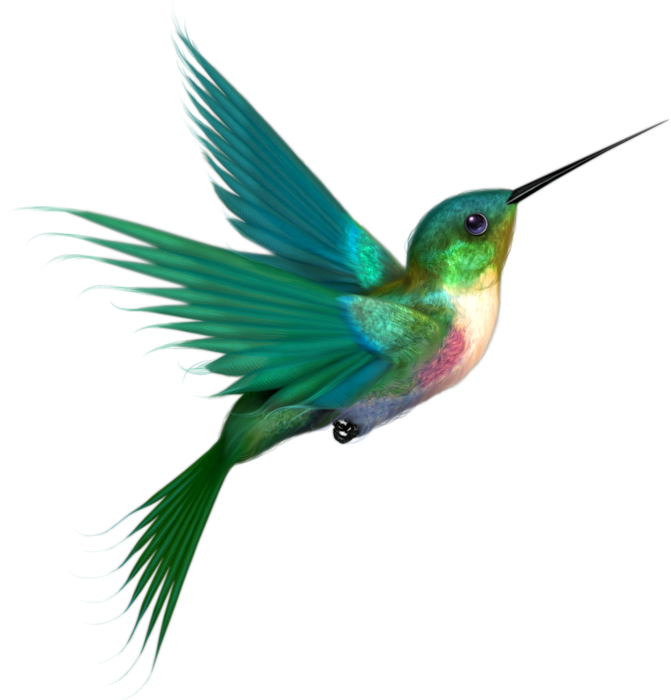 hummingbird clipart sunbird
