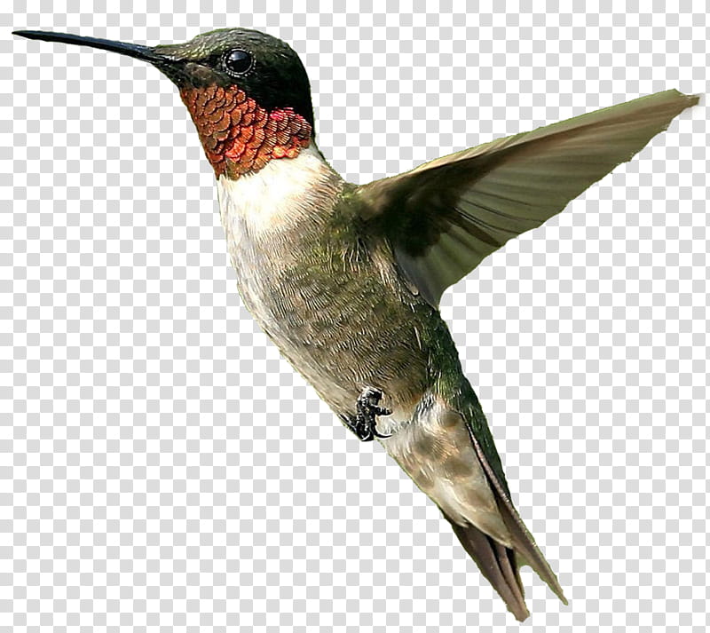 hummingbird clipart transparent background