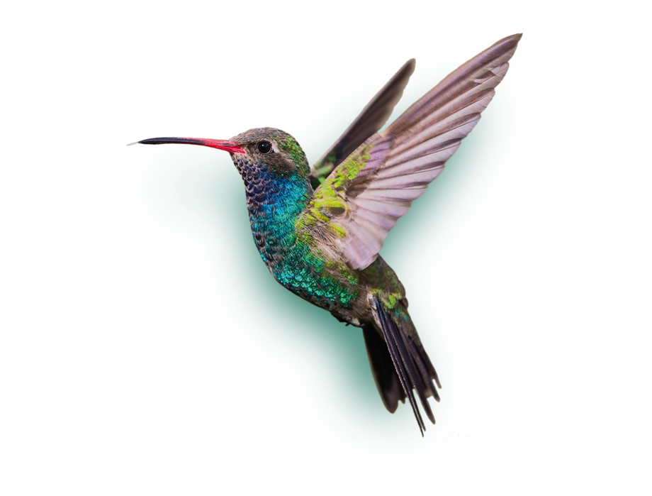 Download Hummingbird clipart transparent background, Hummingbird ...