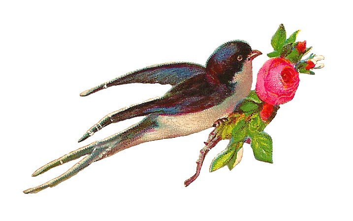 hummingbird clipart vintage