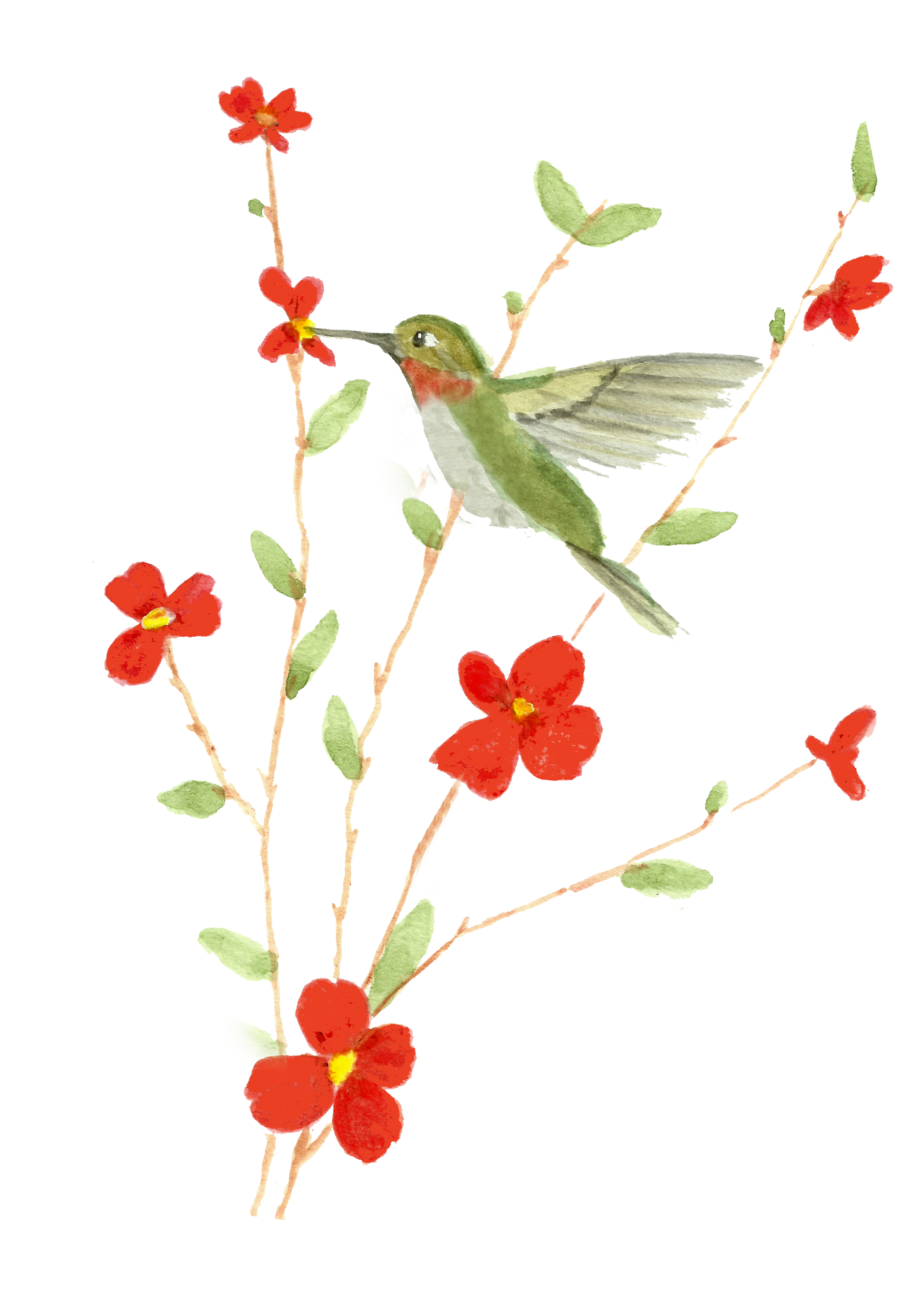 Free printable card watercolorprintable. Hummingbird clipart watercolor