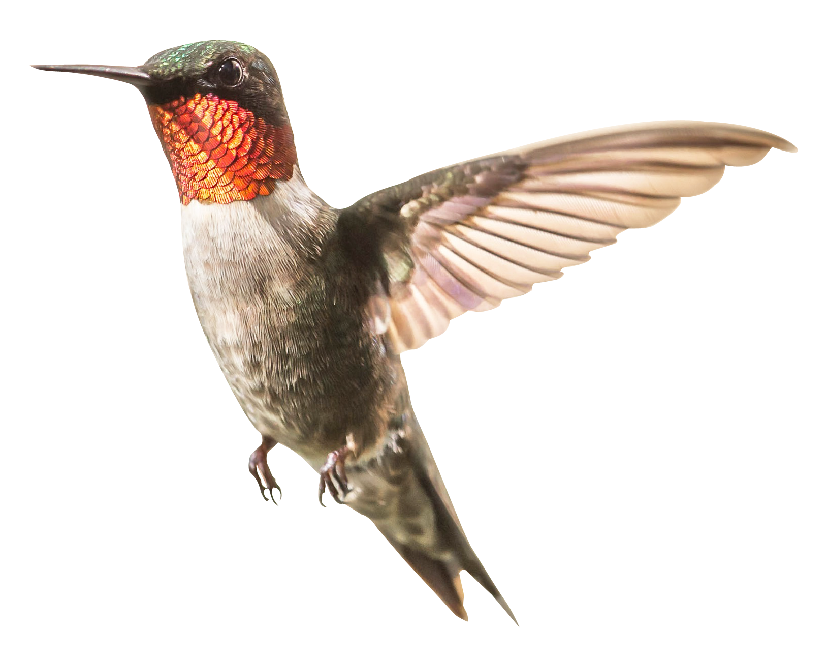 Hummingbird clipart watercolor. Png transparent free images