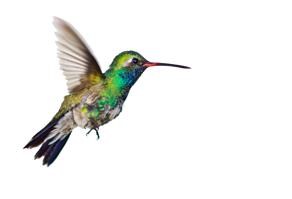 hummingbird clipart watercolor