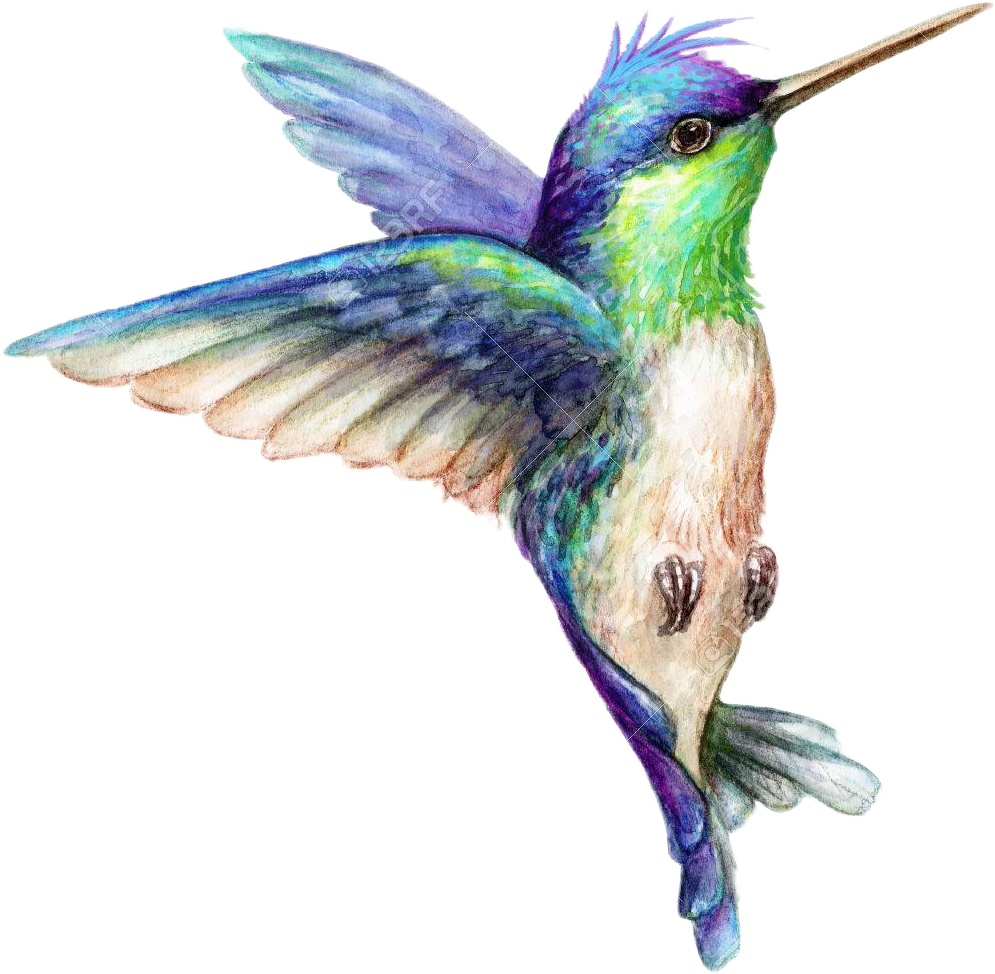Download Watercolor Hummingbird Svg