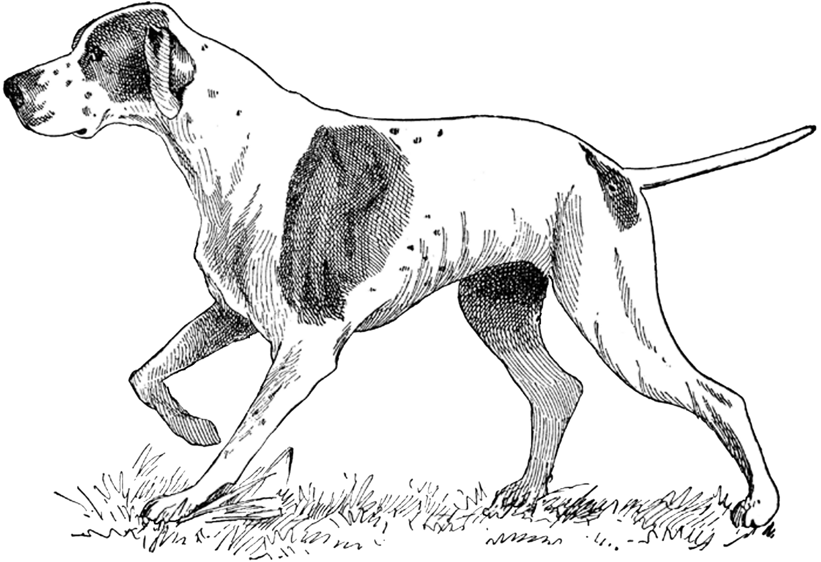 hunting clipart pointer dog