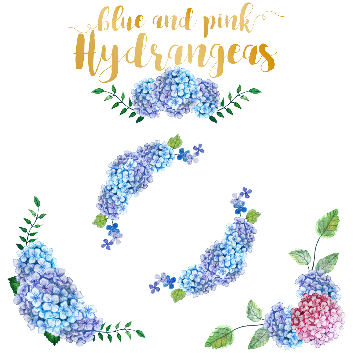 Hydrangea clipart. Watercolor by annakristal thehungryjpeg