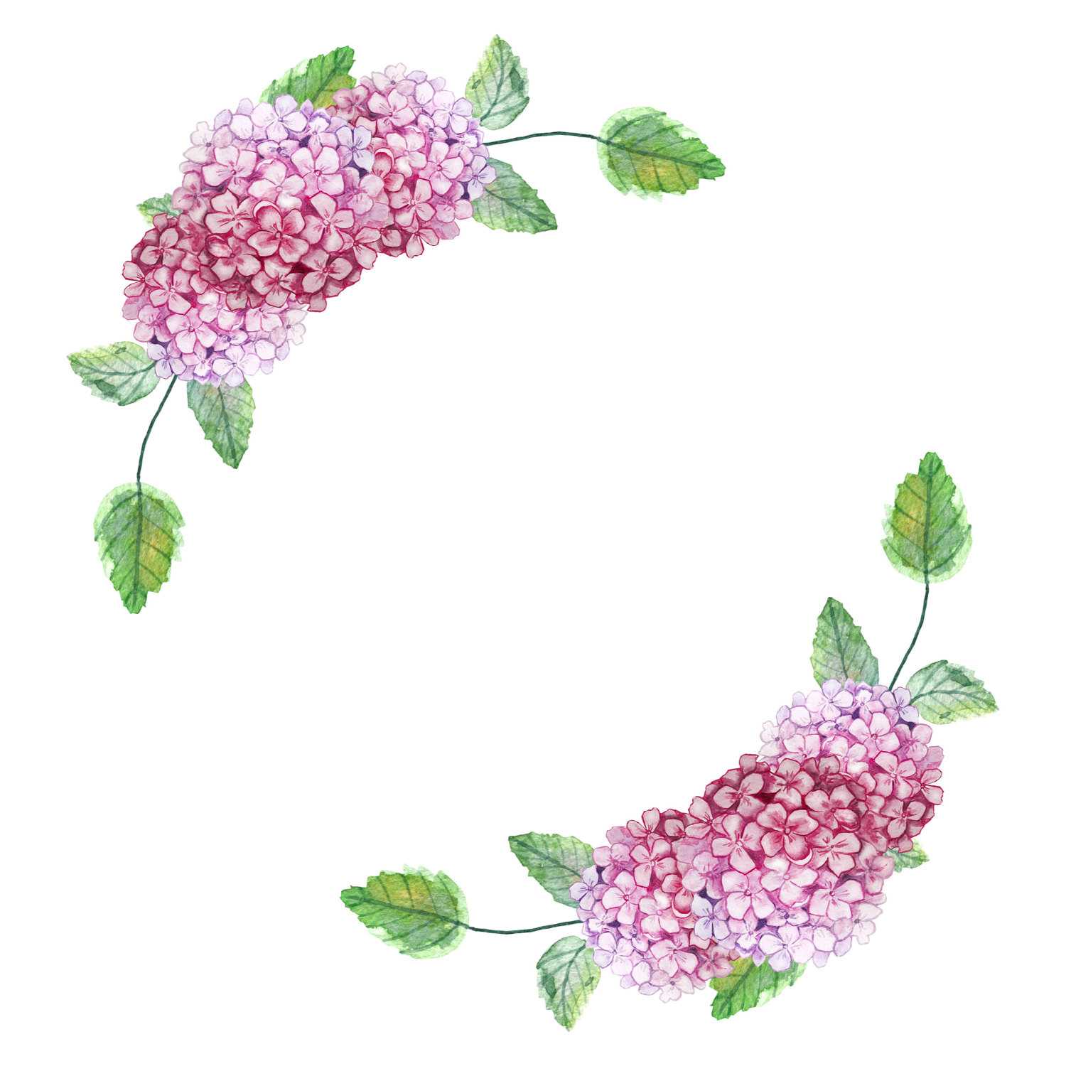 Hydrangea clipart. Wreat watercolor this is