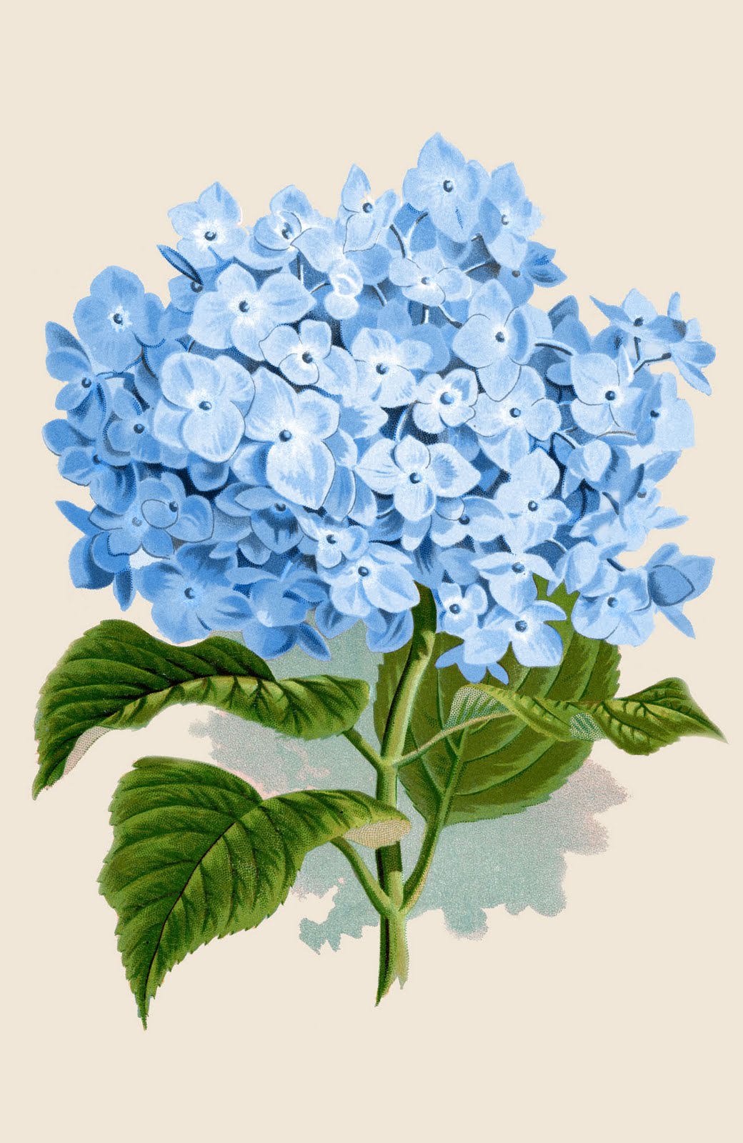 hydrangea clipart blue hydrangea