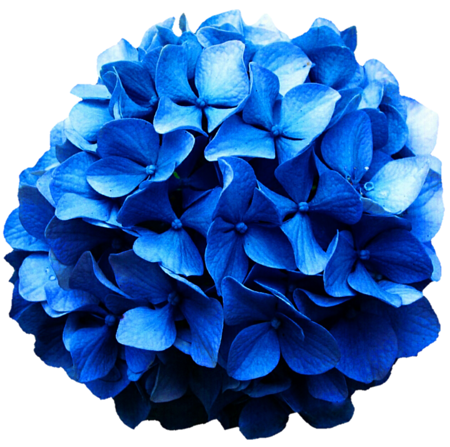 Hydrangea clipart blue hydrangea, Hydrangea blue hydrangea Transparent ...