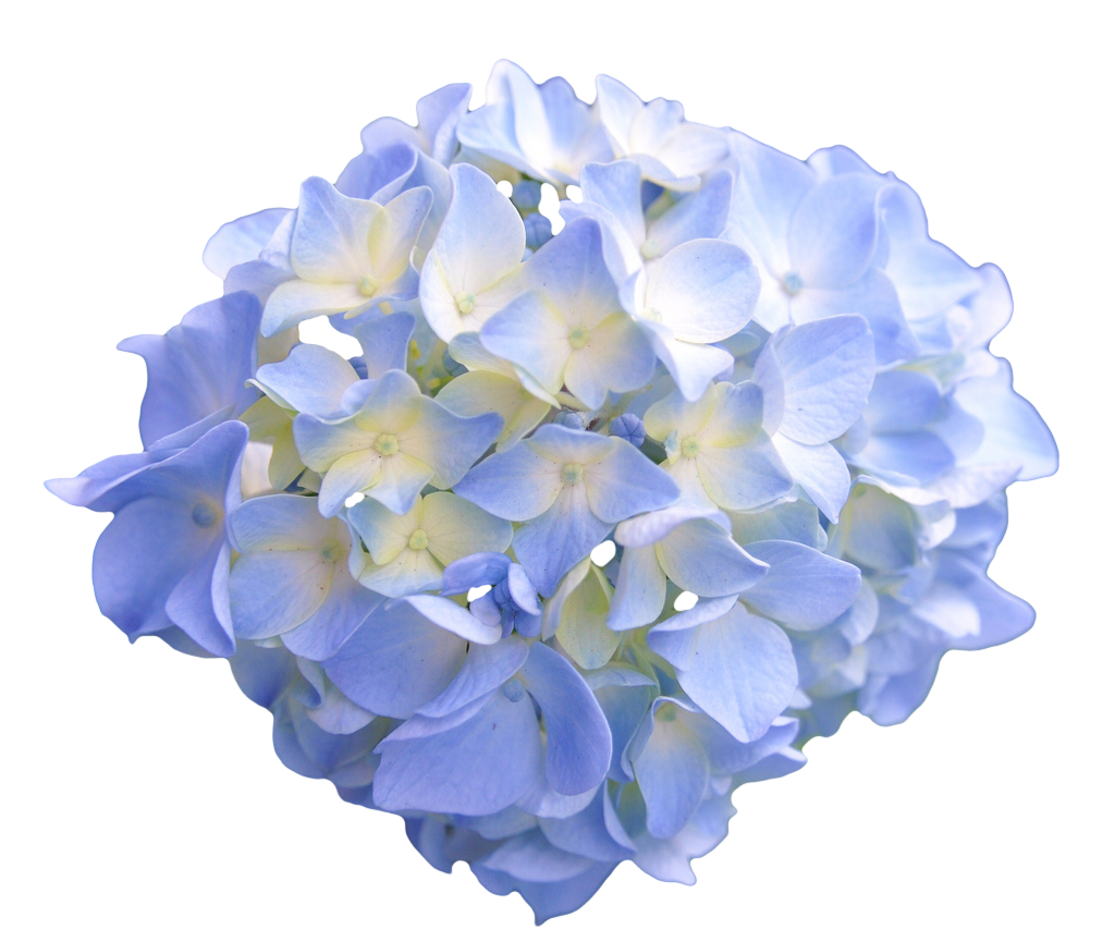 hydrangea clipart blue hydrangea