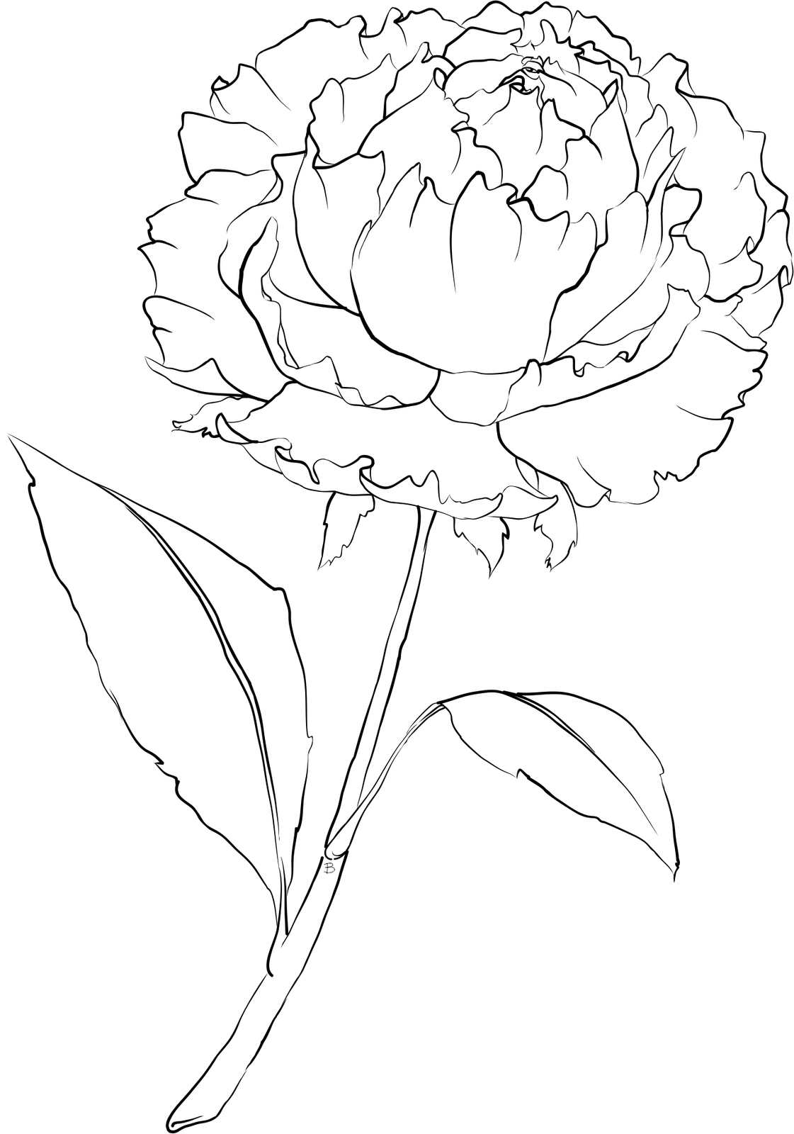 peonies clipart line drawn