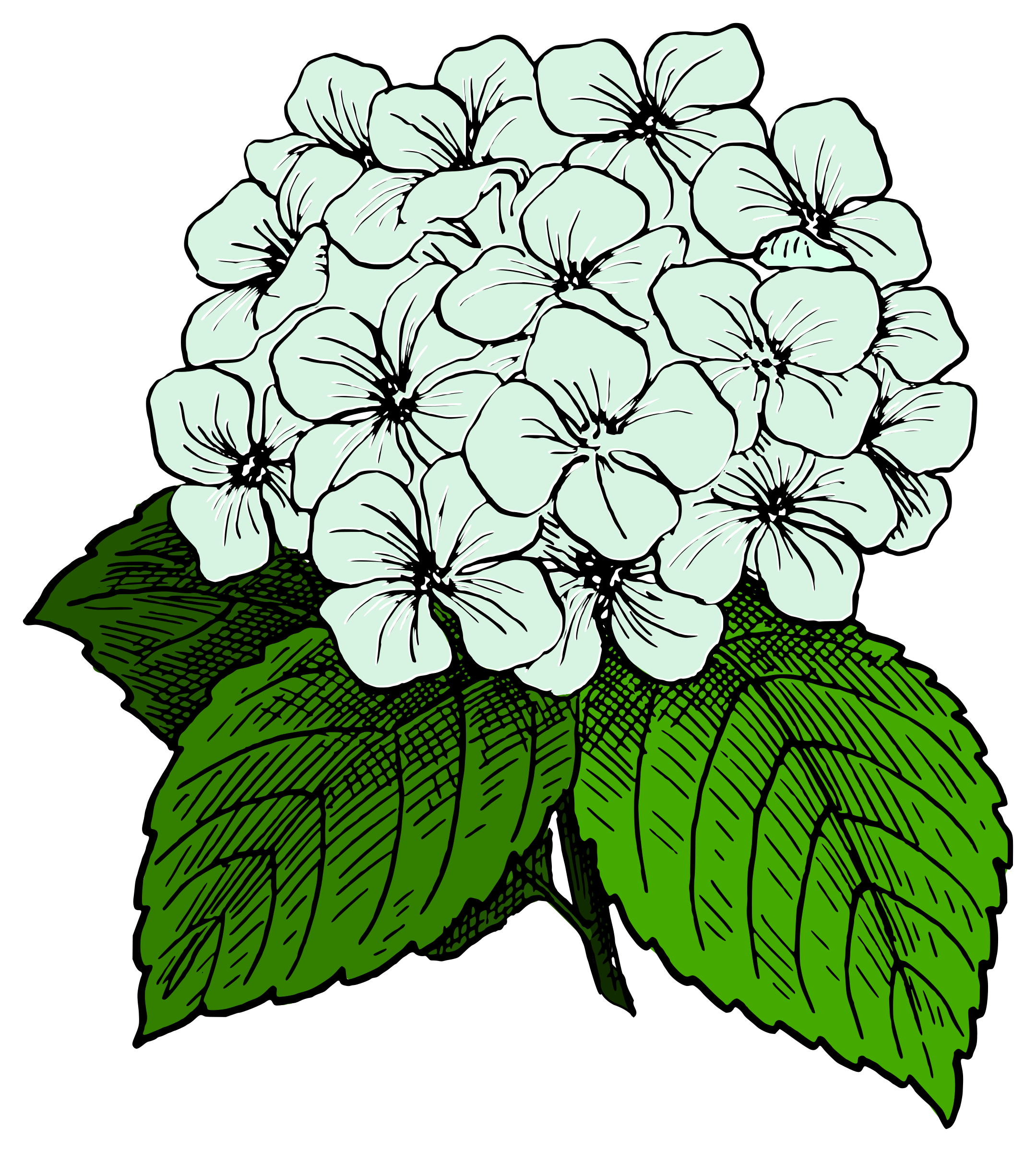 Image result for clip. Peony clipart black and white
